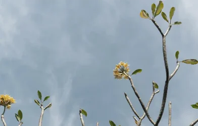 DIVCAFE22_Post_Tempt